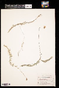 Utricularia intermedia image