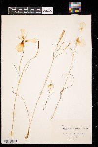 Calochortus nuttallii image
