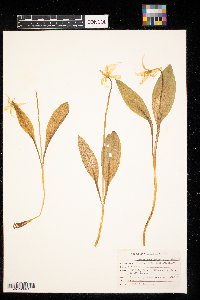 Erythronium grandiflorum image