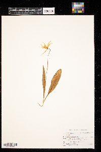 Erythronium grandiflorum image