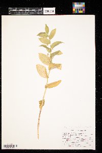 Streptopus amplexifolius image