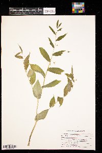 Streptopus amplexifolius image