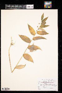 Streptopus lanceolatus image