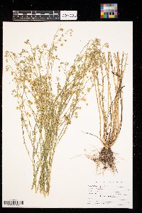 Thumbnail image of current specimen