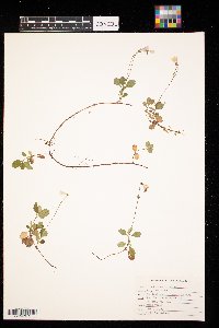 Linnaea borealis image