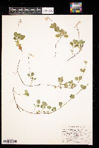 Linnaea borealis image