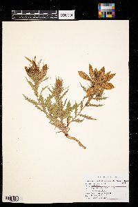 Mentzelia decapetala image