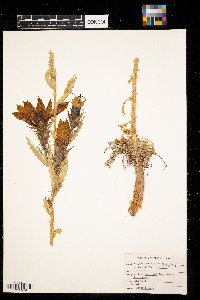 Mentzelia decapetala image