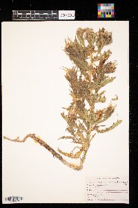 Mentzelia decapetala image