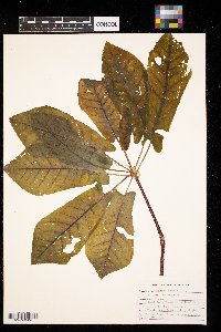 Magnolia fraseri image