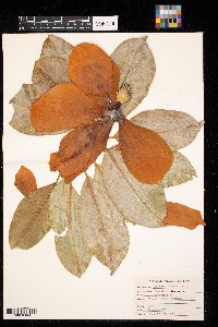 Magnolia grandiflora image