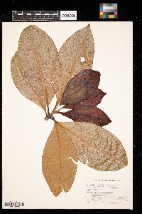 Magnolia grandiflora image