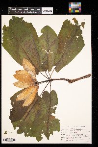 Magnolia grandiflora image