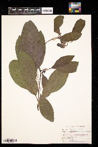 Image Associated With the Occurrence