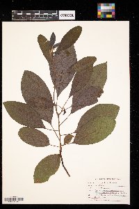 Image Associated With the Occurrence