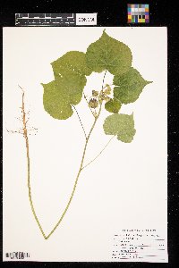 Abutilon theophrasti image