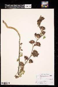 Abutilon theophrasti image