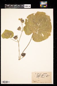 Abutilon theophrasti image
