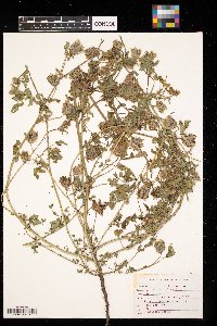 Hibiscus trionum image