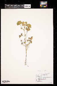 thumbnail image of current specimen