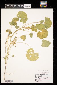 thumbnail image of current specimen