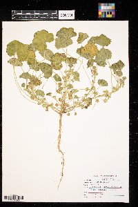 Malva neglecta image