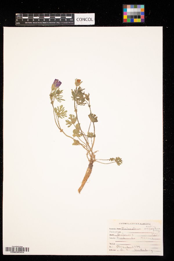 Malvastrum hispidum image
