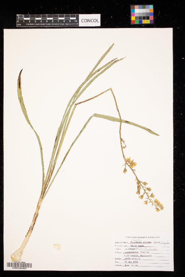 Zigadenus elegans image