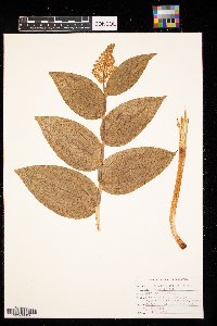 Veratrum viride image