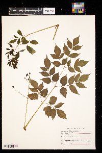 Melia azedarach image