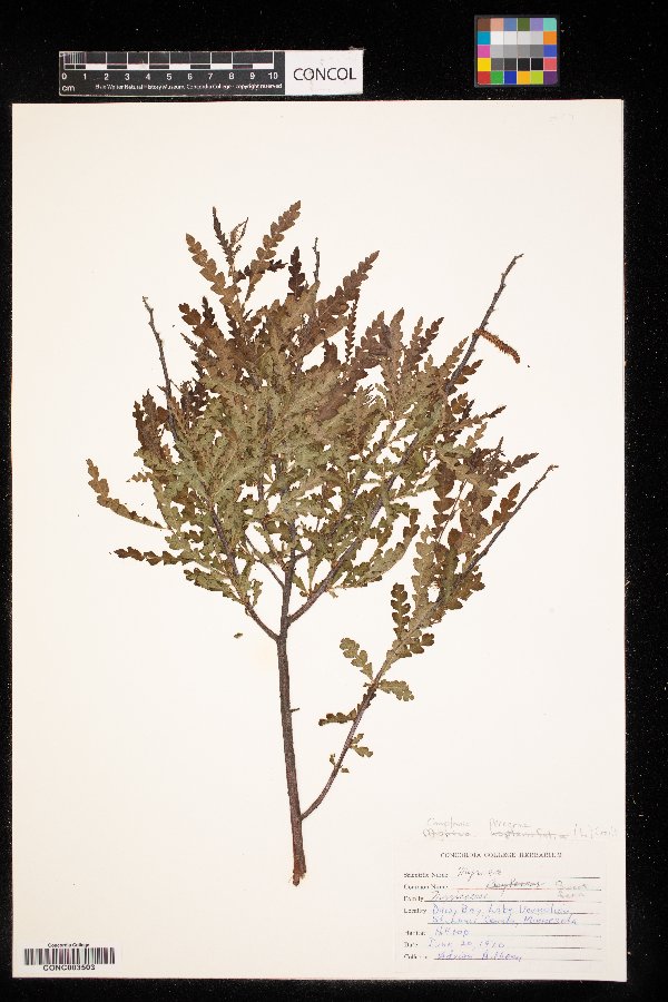 Myricaceae image