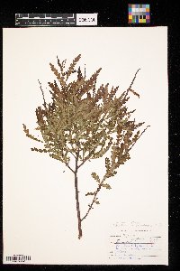 Comptonia peregrina image