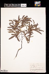 Comptonia peregrina image