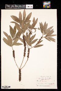 Melaleuca quinquenervia image