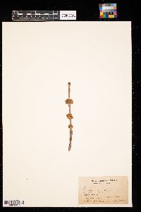 thumbnail image of current specimen