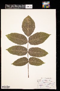 Fraxinus nigra image