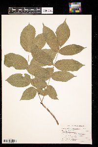 Fraxinus nigra image