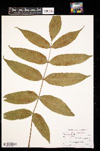 Fraxinus nigra image