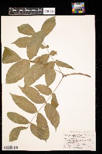 Fraxinus nigra image