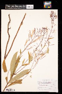 Chamaenerion angustifolium image