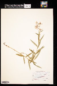 Chamaenerion angustifolium image