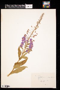 Chamaenerion angustifolium image