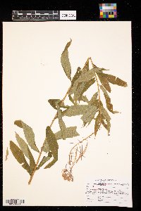 Chamaenerion angustifolium image