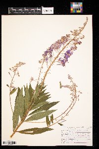 Chamaenerion angustifolium image
