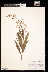 Chamaenerion angustifolium image