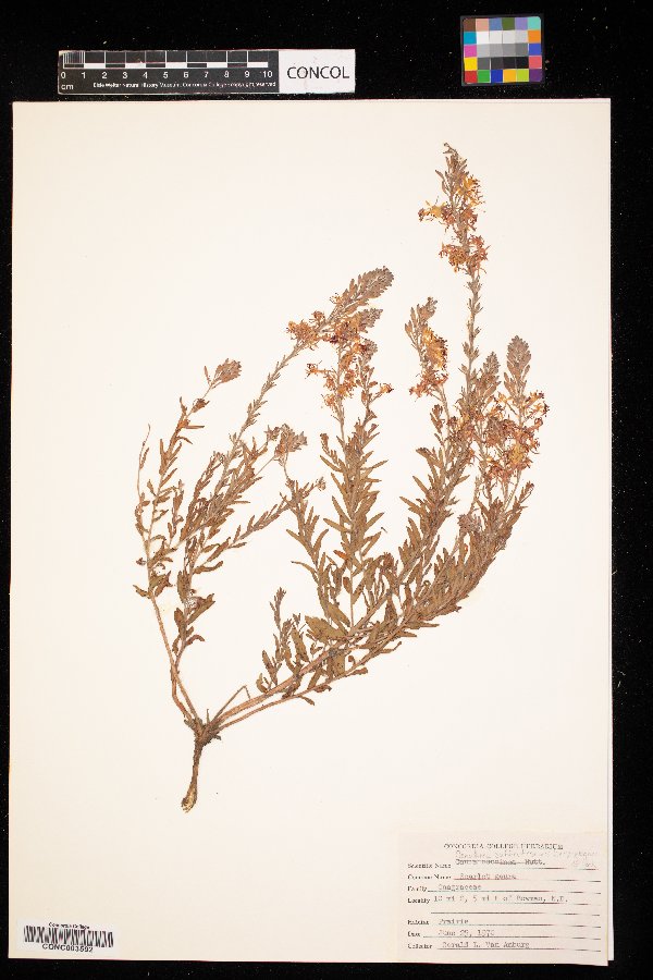 Oenothera suffrutescens image