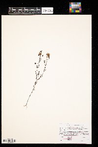 Agalinis tenuifolia image