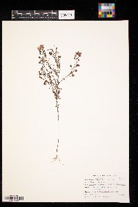 Agalinis tenuifolia image