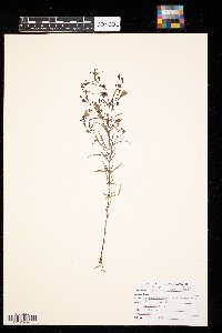 Agalinis tenuifolia image