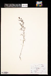 Agalinis tenuifolia image